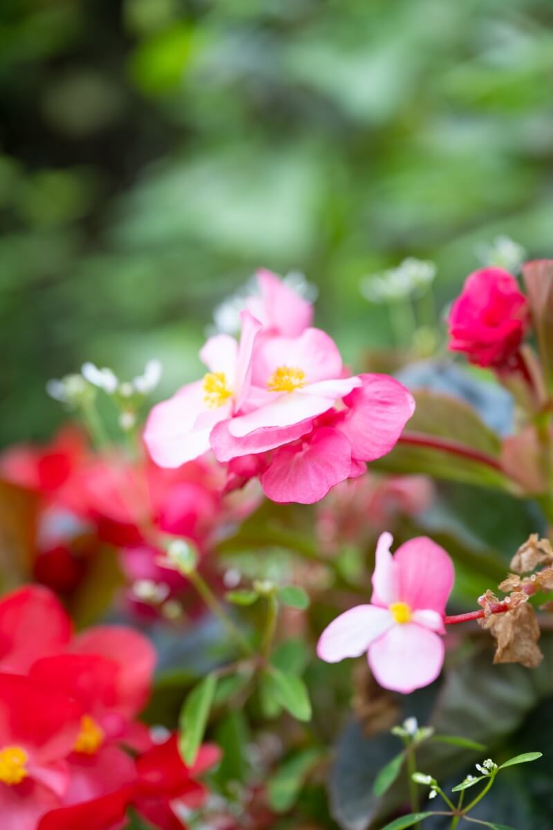 Pépinières Grangier - Bégonia rose