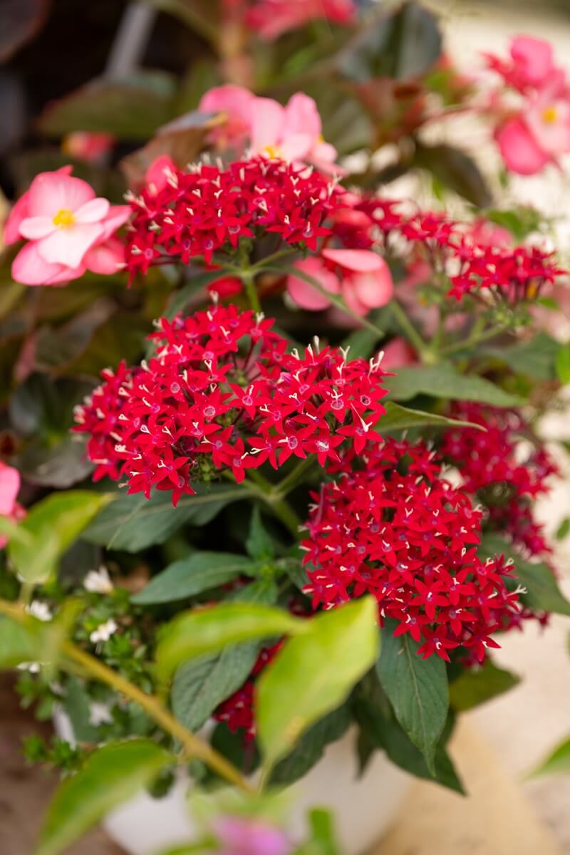 Pépinières Grangier - Composition mixte fleurs rouges