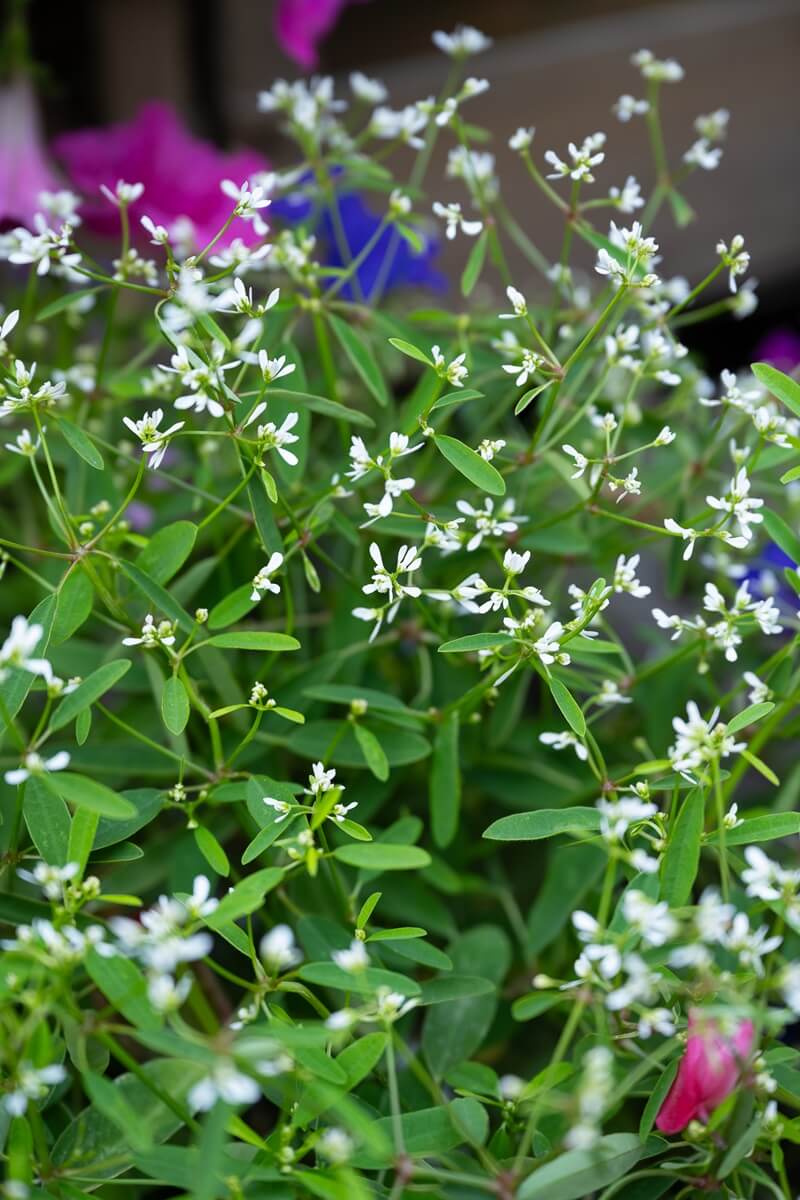 Pépinières Grangier - Fleurs blanches