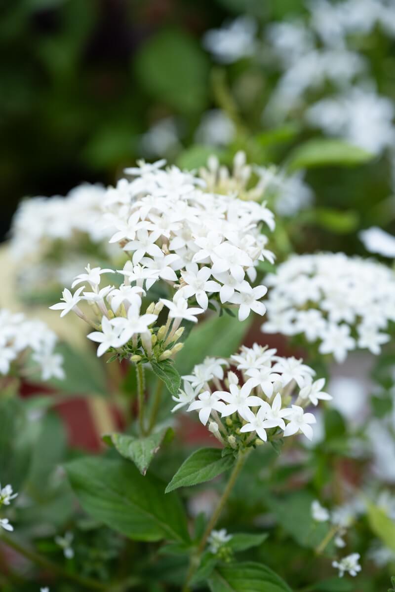 Pépinières Grangier - Fleurs blanches