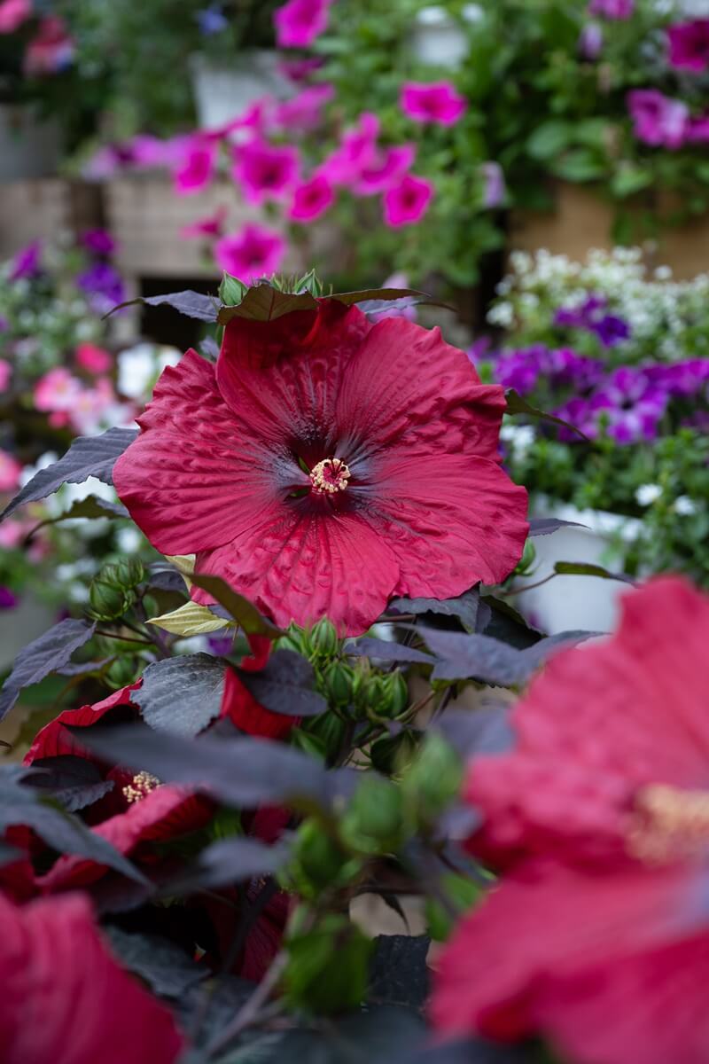 Pépinières Grangier - Hibiscus