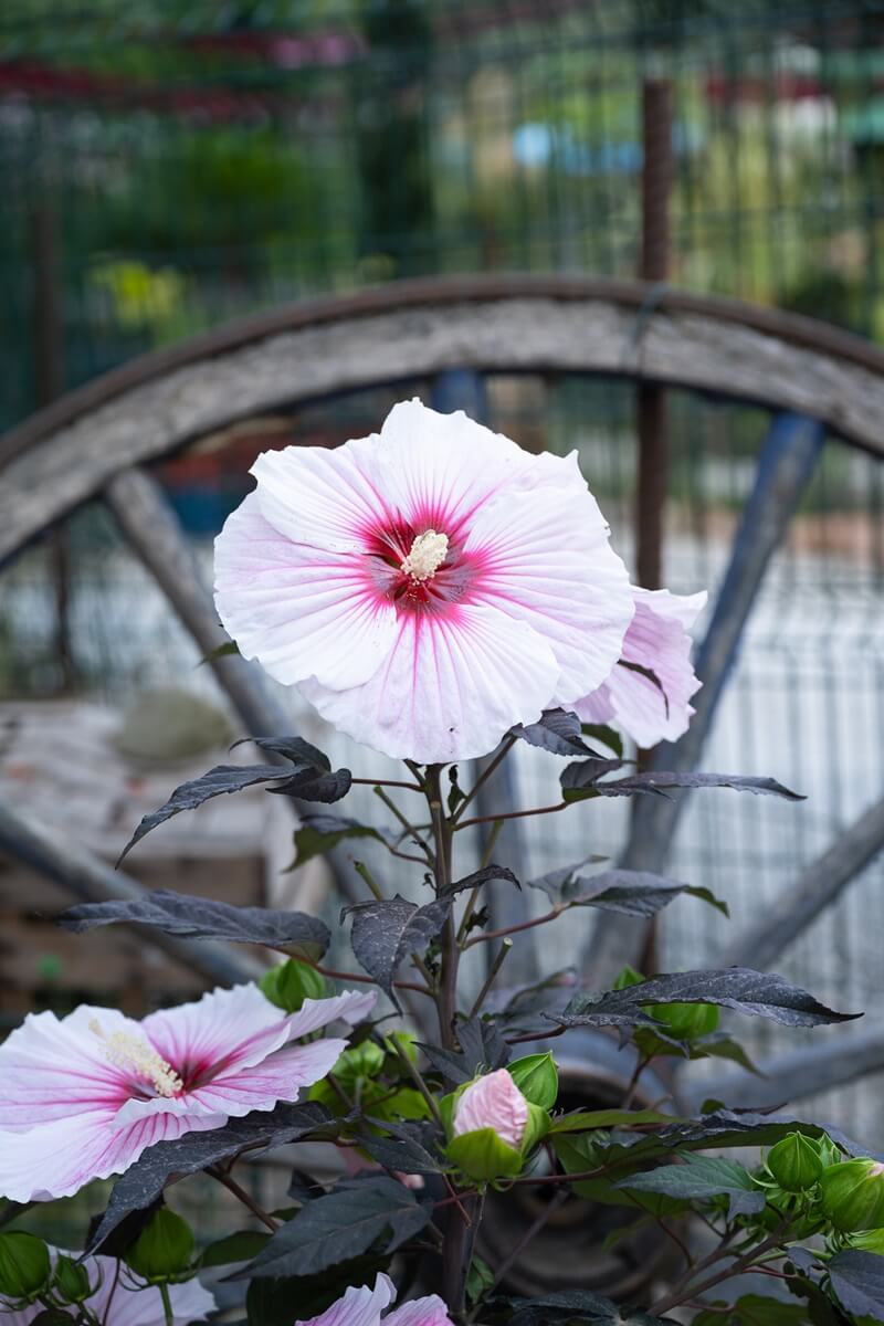 Pépinières Grangier - Hibiscus