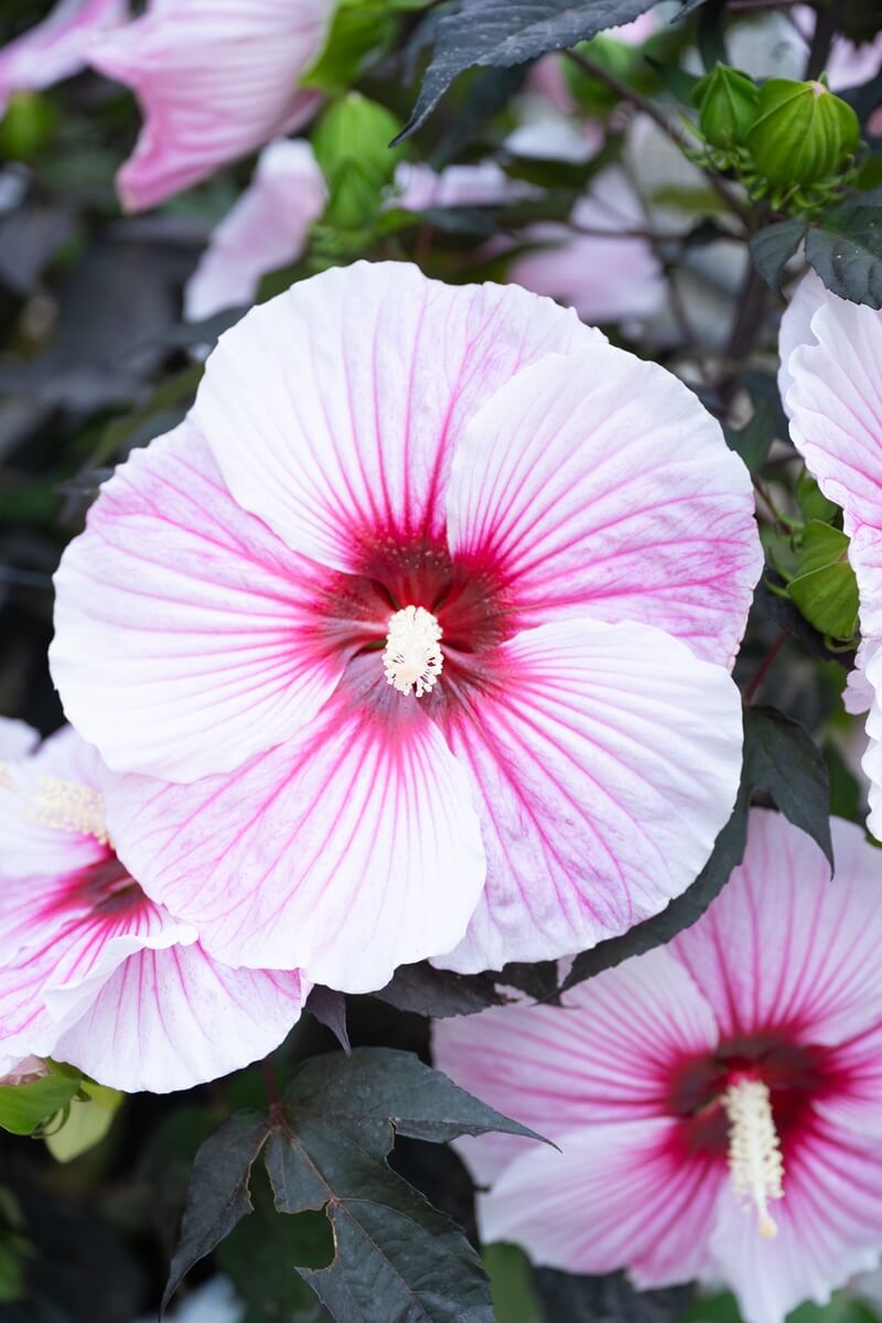 Pépinières Grangier - Hibiscus