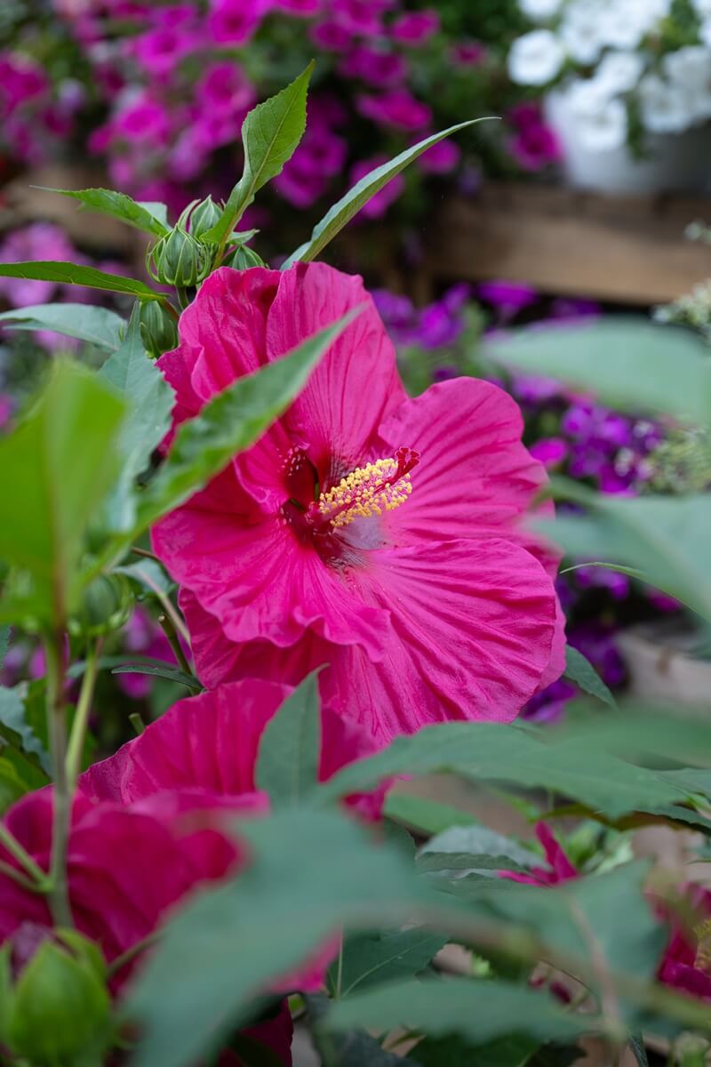 Pépinières Grangier - Hibiscus