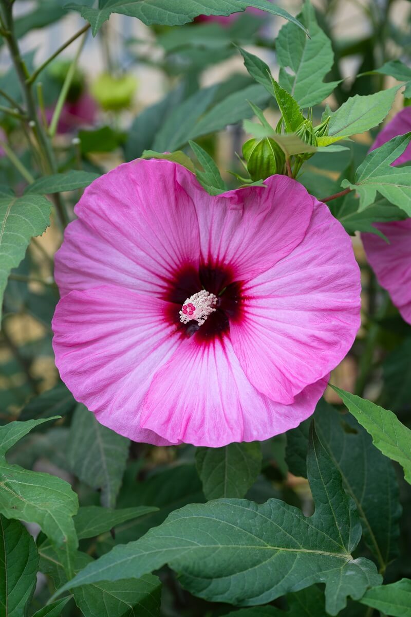 Pépinières Grangier - Hibiscus