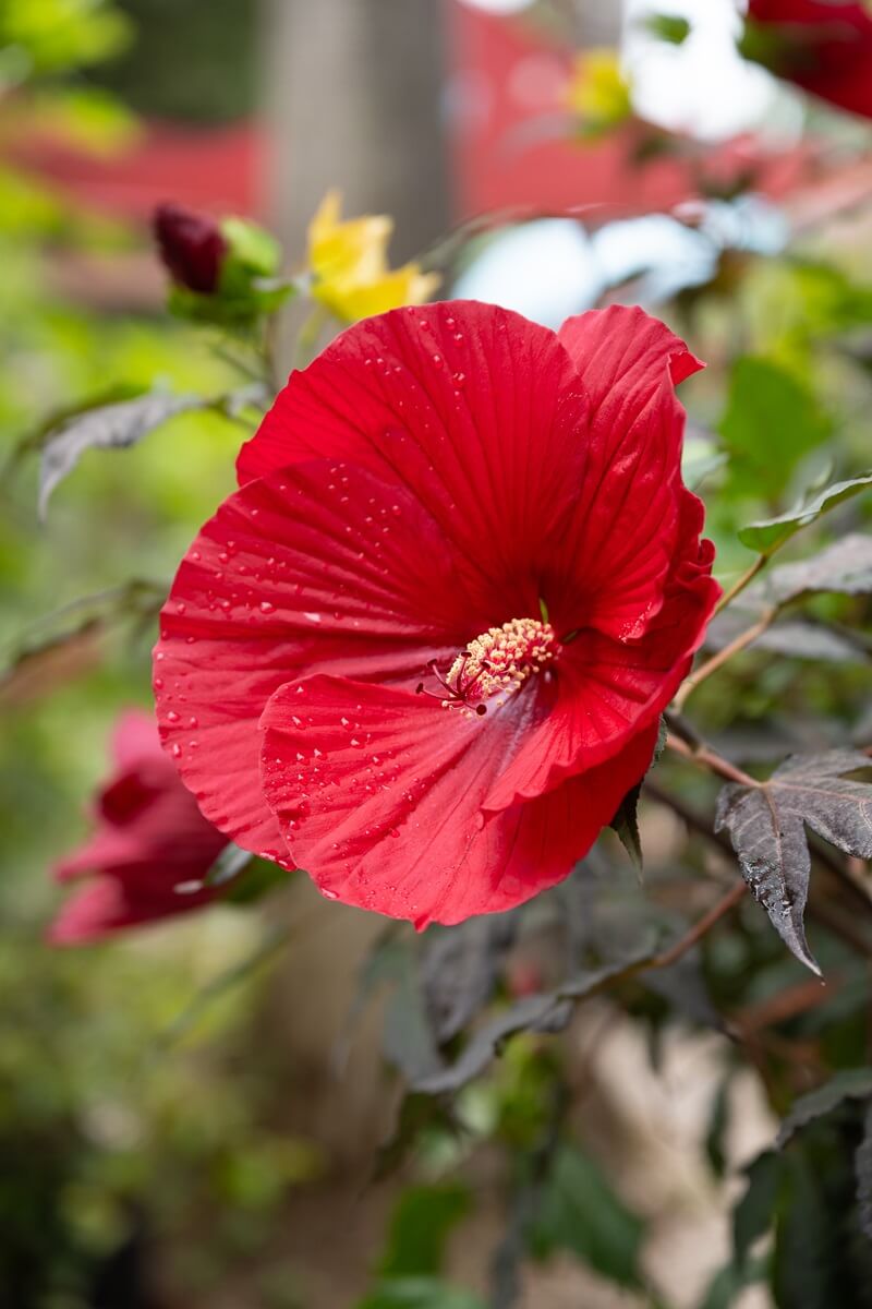 Pépinières Grangier - Hibiscus