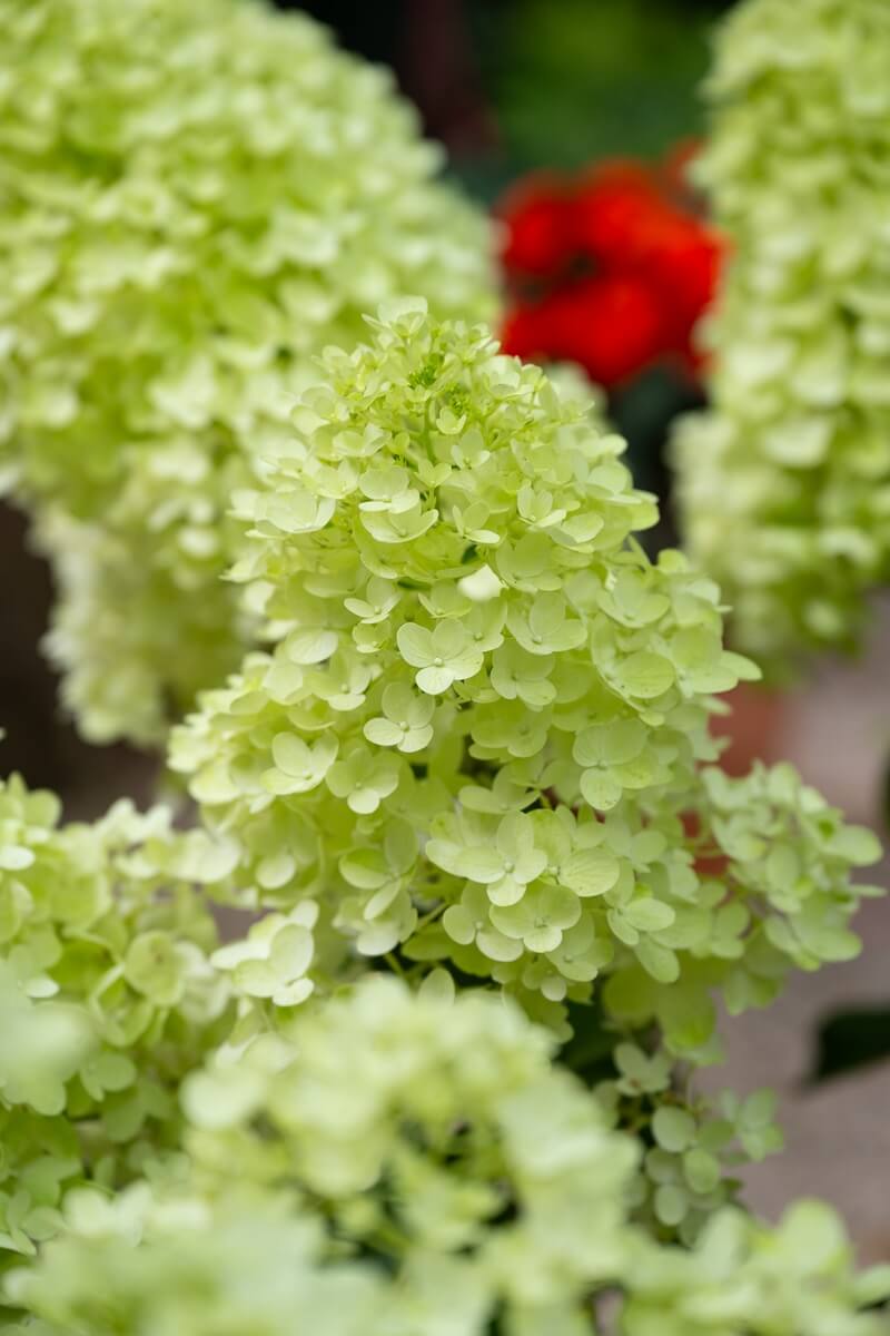 Pépinières Grangier - Hydrangeas