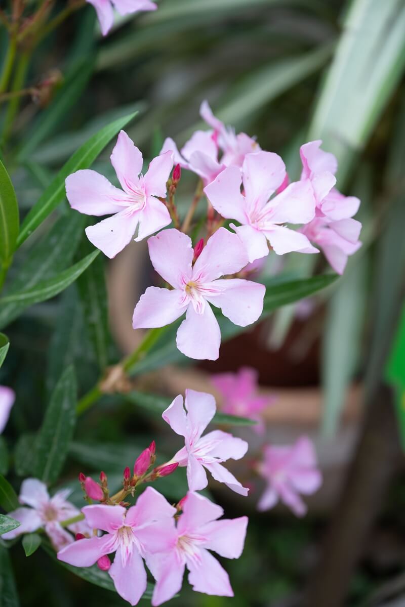 Pépinières Grangier - Laurier rose