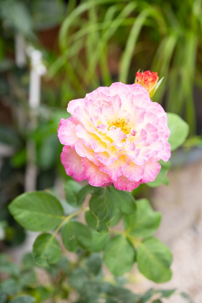 Pépinières Grangier - Rose ancienne